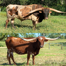 🔵🦆Hangin Treasure x Miss Sugar