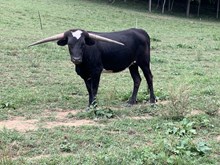 Lady Black