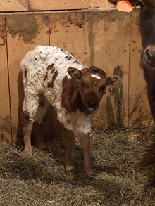 Turst Your Faith x HL Foxy Tulla (Bull)